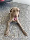 femea weinamar com lop