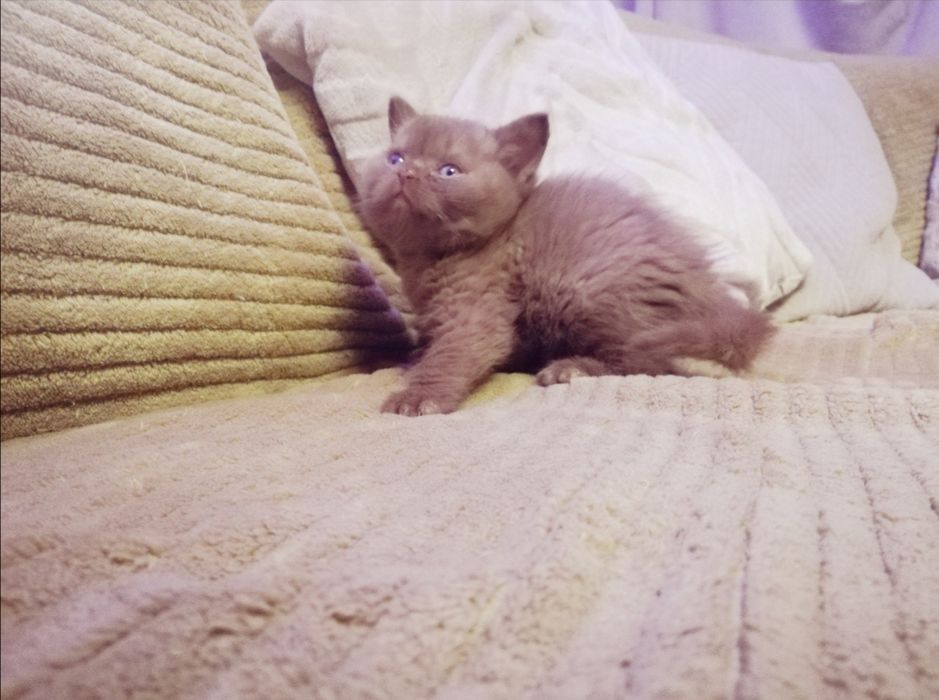 Kotek Brytyjski cynamonowa kotkay .. Puchate Cudo .. kociak