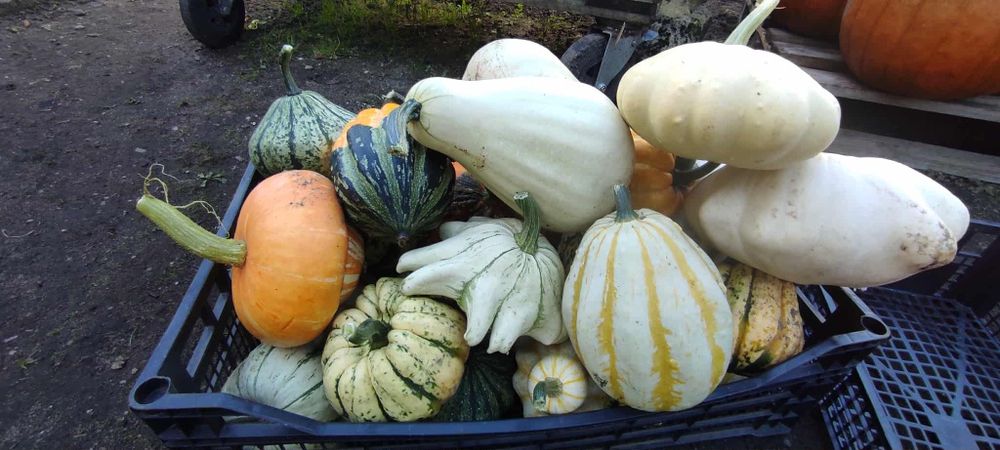 Dynia, dynie, dynię ozdobne