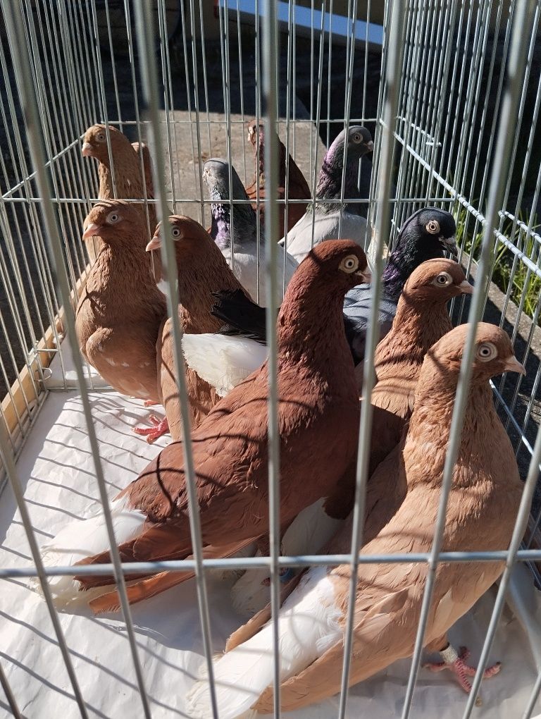 Bałogony węgierski 9 szt. Gołębie ozdobne
