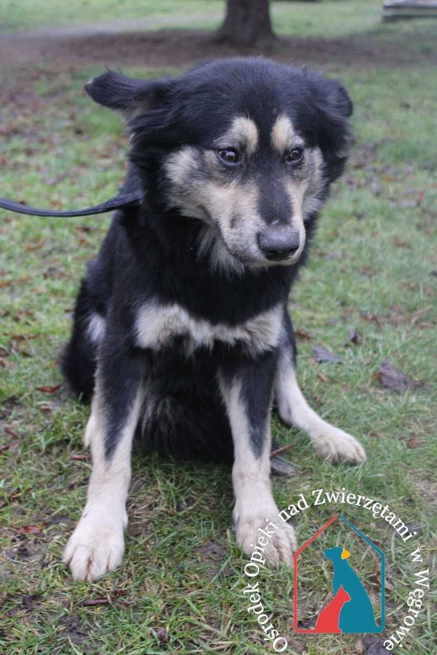 Barney- młody psiak szuka domu!