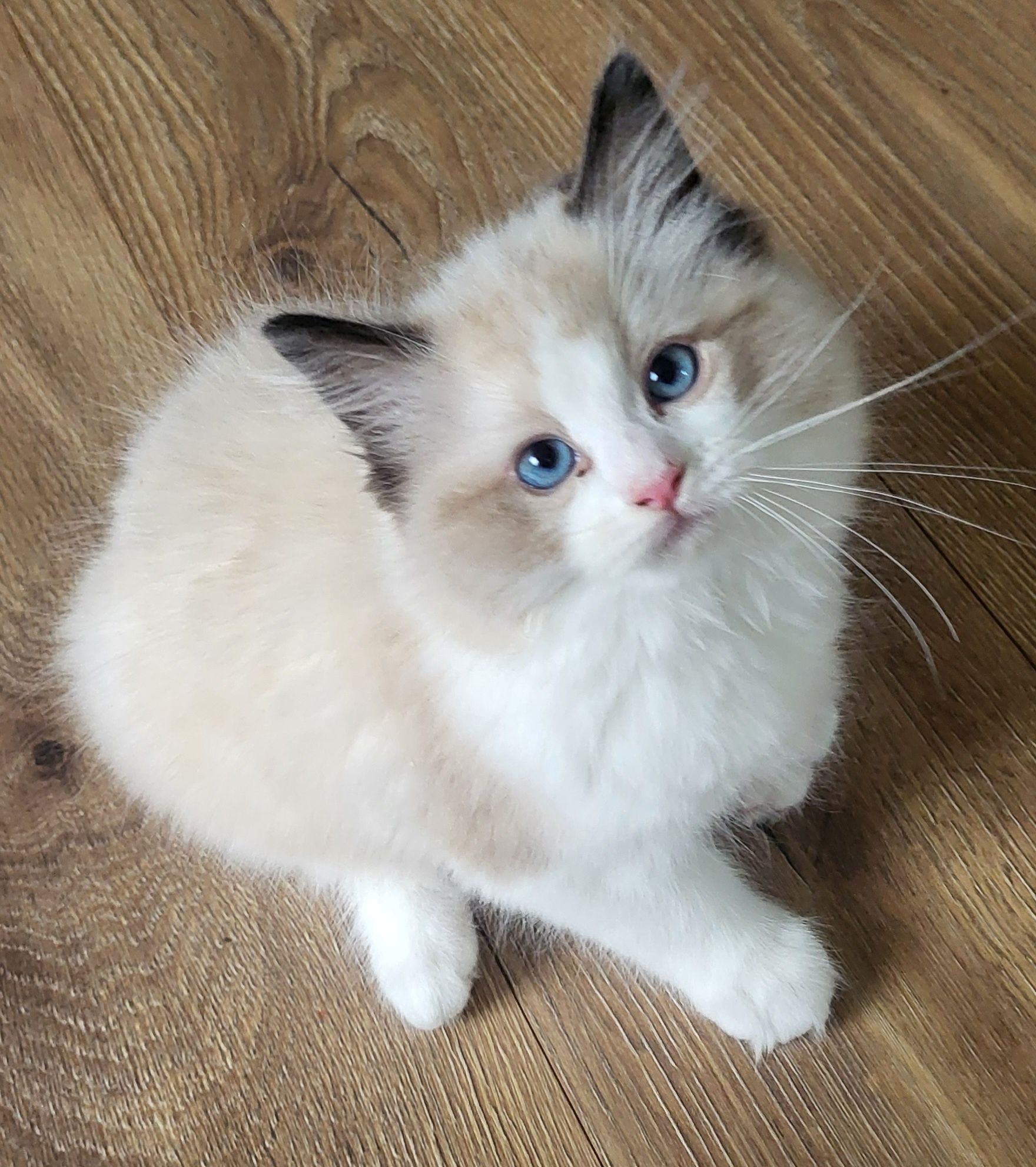 Ragdoll rodowód FPL miot h kocurek seal