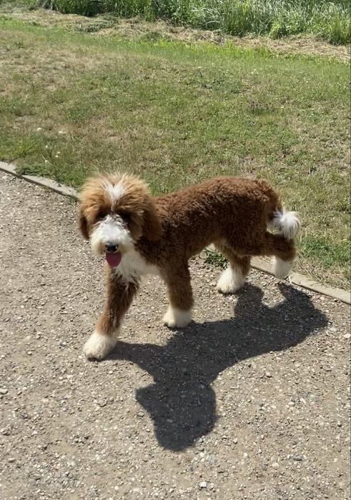 Pudel standardowy, standard, królewski, suczka