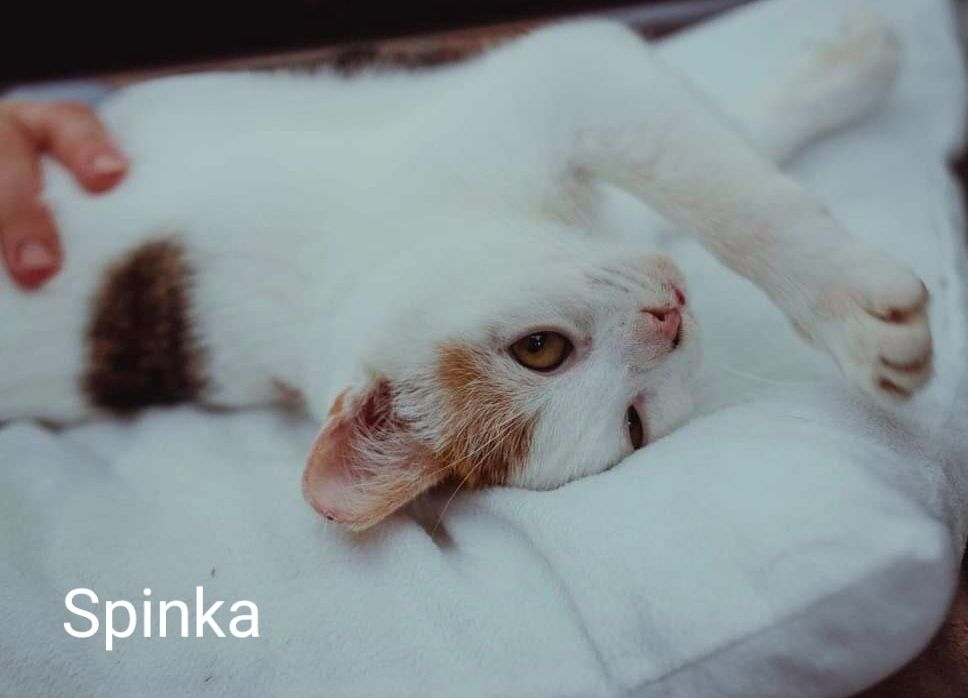 Młodziutka koteczka Cynia szuka domu