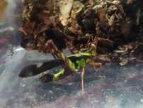 Erianthus versicolor, ciche koniki malinożerne ;)!