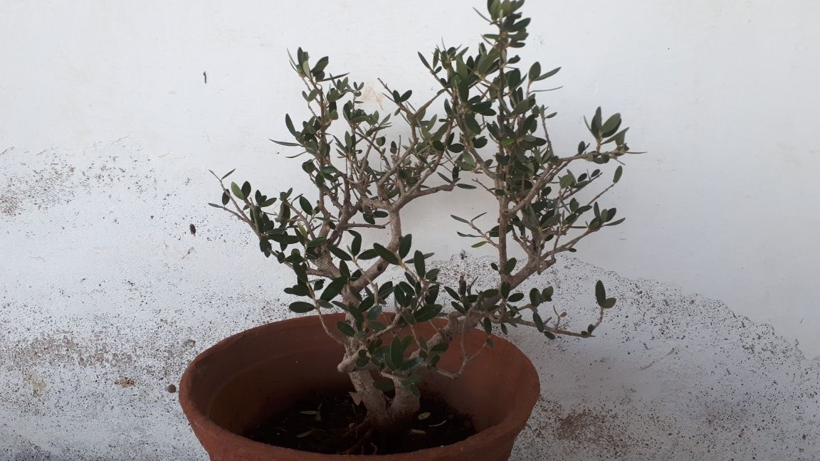 bonsai oliveira 10 anos.