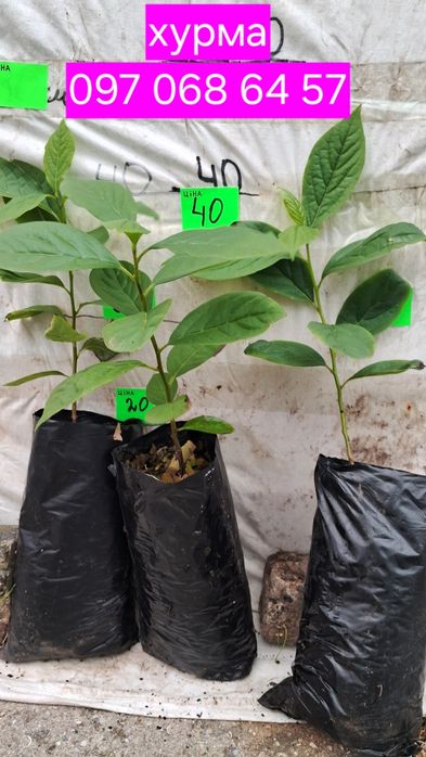 Хурма саджанці від 10 шт . У горщіках.