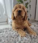 Suczka Cavapoo f1 Cavalier & Pudel