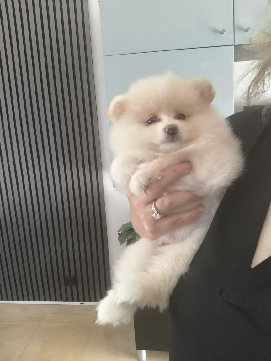 Spitz Anão.Lulu da Pomerânia. Menina pronta para entrega. Ursinha
