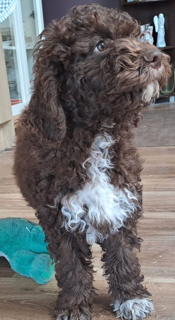 Szczeniaki lagotto romagnolo