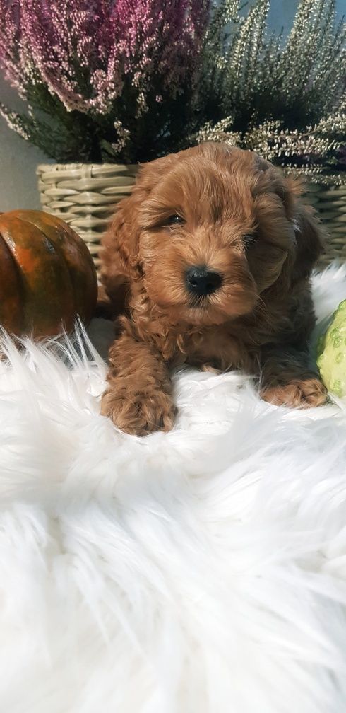 Cavapoo f1 b chłopiec
