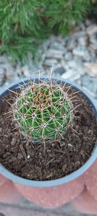 Kaktus roślina kwiat domowy