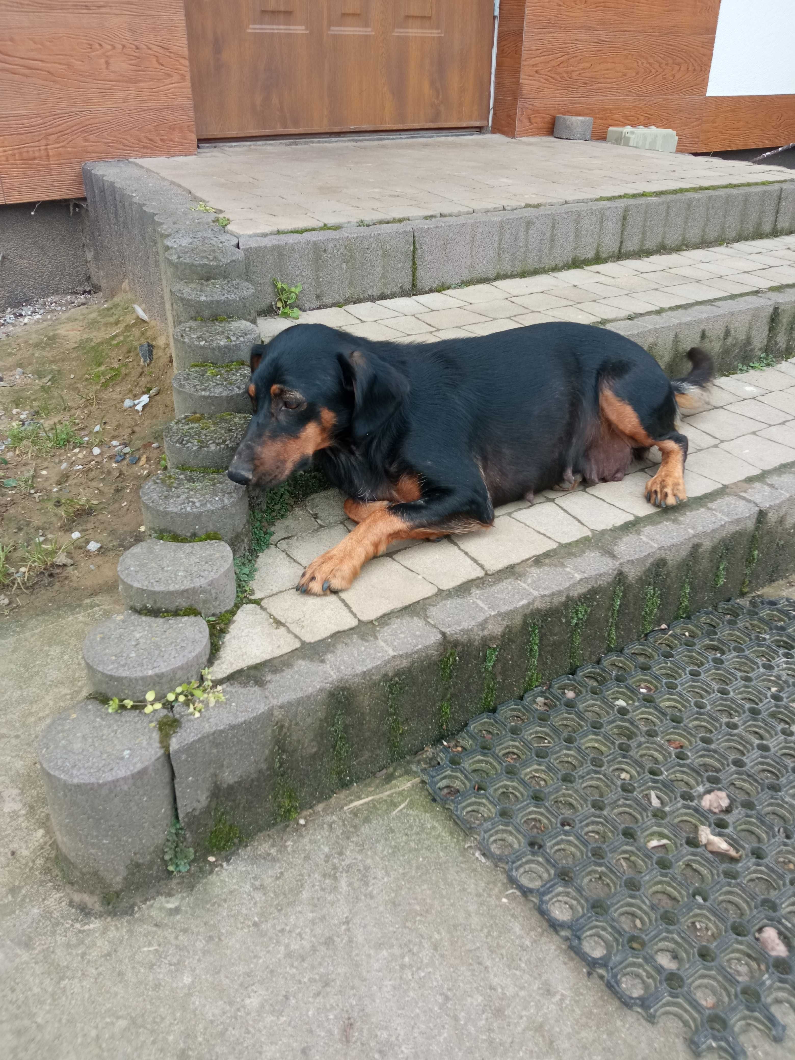 Oddam szczeniaki Za darmo