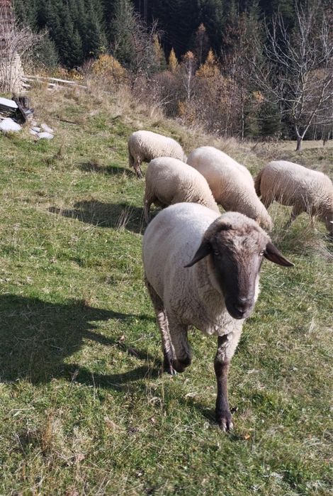 Baran czarnogłówka