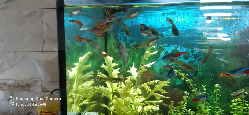 Sprzedam piękne gupiki samiec samiczka zdrowe kolorowe