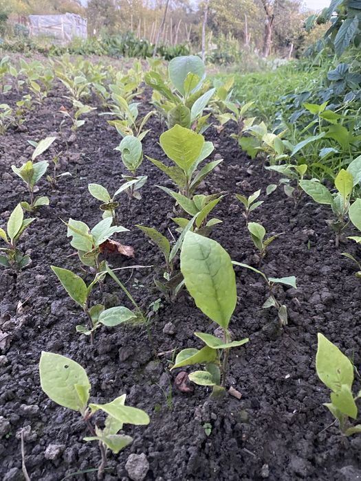 Магнолія 1-2 роки