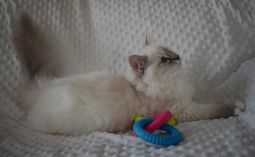 SOYA - rodowodowa kotka rasy ragdoll FPL