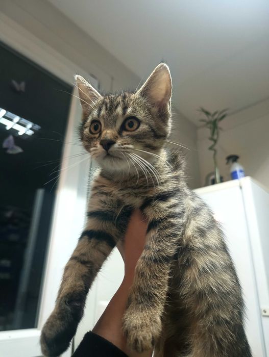 Trzy kotki do adopcji