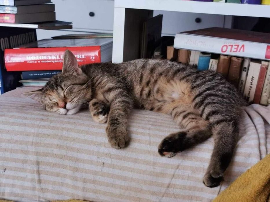 Nora kochana kotka kocię do adopcji!