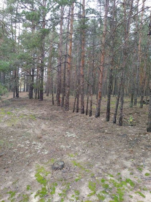 Вихід в ліс,  Сухолуччя,  25 соток для будівництва. Шикарне місце!