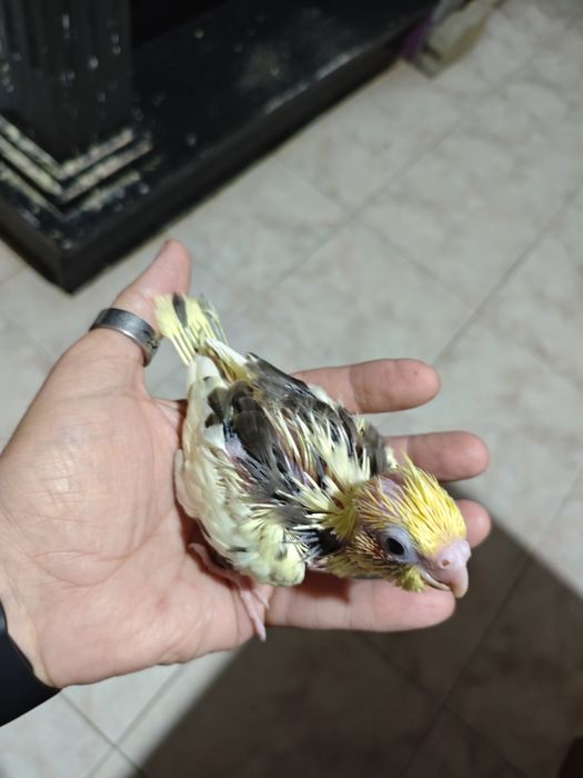 Caturras criadas a mão