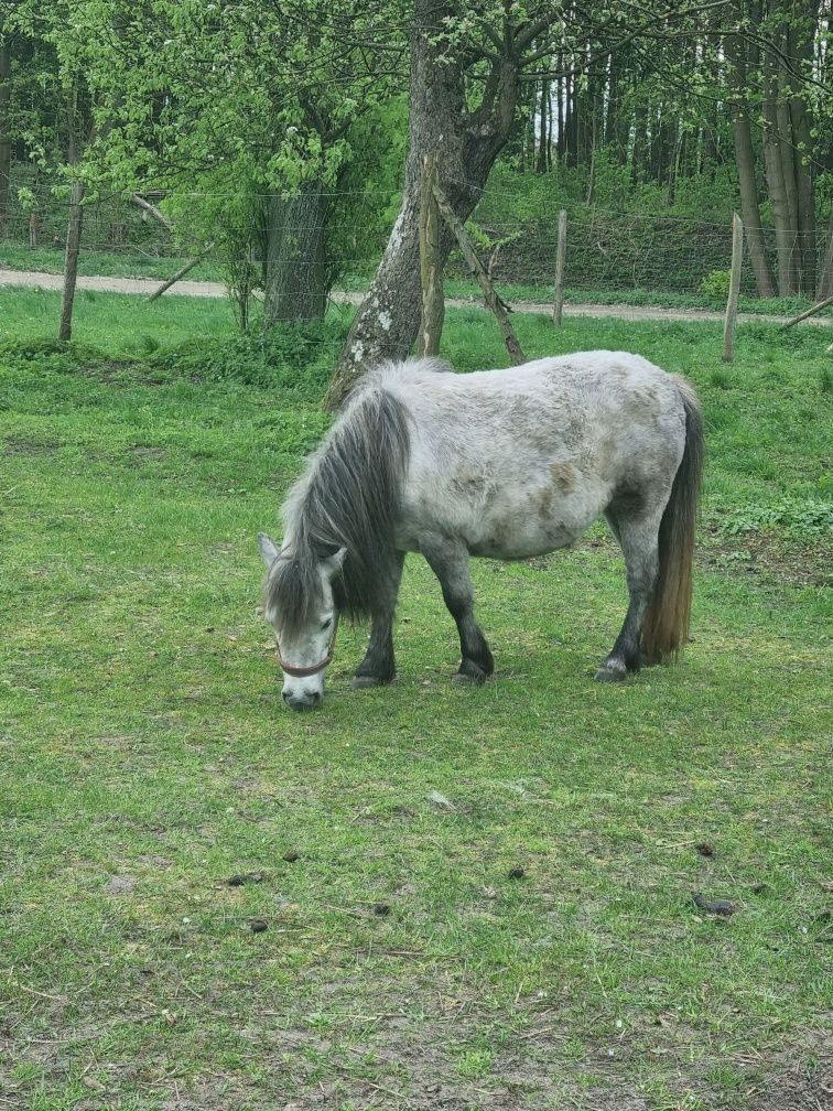 Siwa klacz kucyka w typie szetlanda