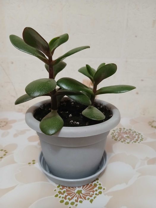 Толстянка (грошове дерево)