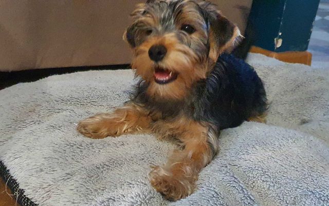 Pies York Yorkshire Terrier 3 szczepienia gotowe do odbioru