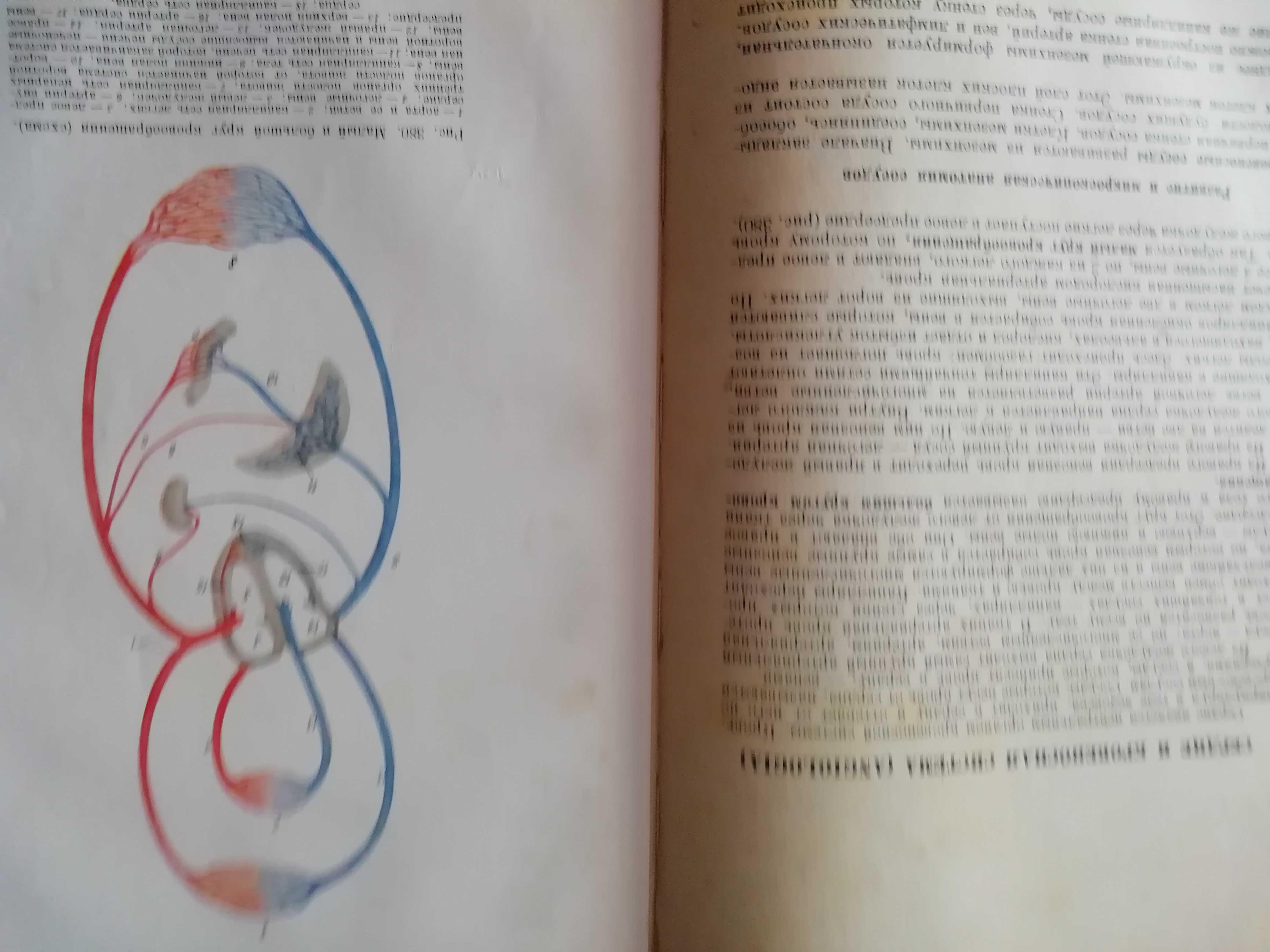 Анатомия человека 1954 год  Н. В. Колесников