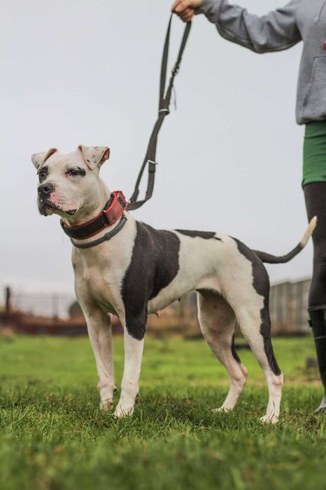 Dziś Lima jest gotowa - szukamy dla niej domu!