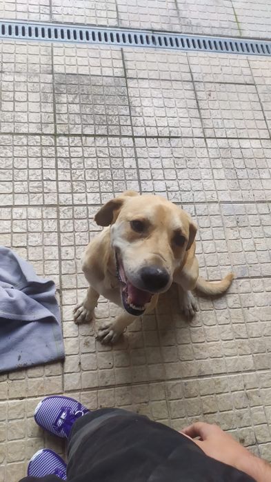 Pitbull arraçado de labrador