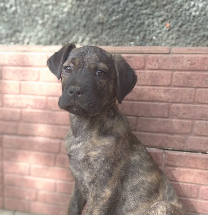 Кана Корса +Стаф щенок