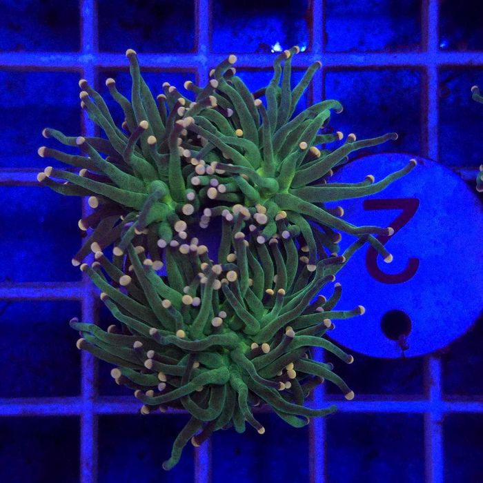 Euphyllia glabrescens Cotton Candy - 3 głowy