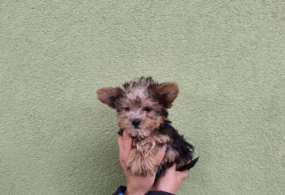 Yorkshire terrier miniaturka