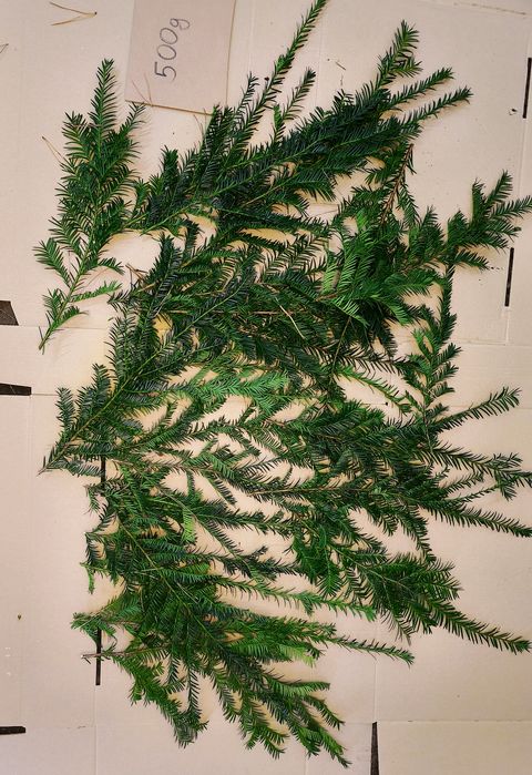 Stroisz gałęzie do stroików na święta cis 1 kg