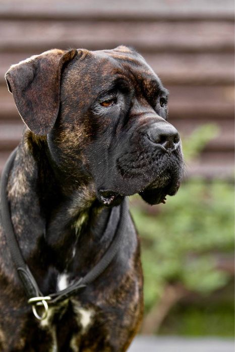 Породні цуценята  Кане Корсо (Cane Corso Italiano)