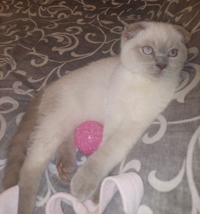 Красивая Девочка Скоттиш фолд. Харьков!