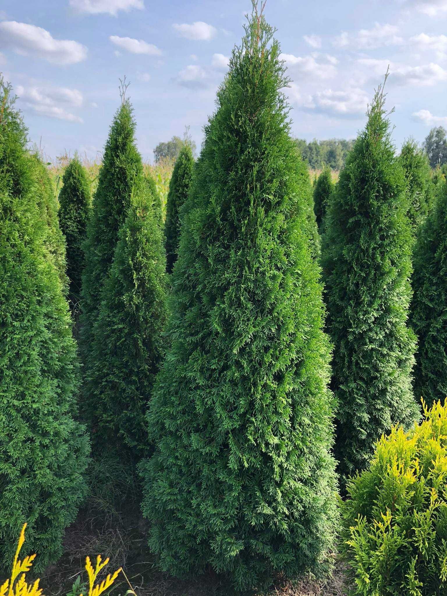 Tuja szmaragd, tuje od 60 do 250 cm! Thuja brabant do 270!