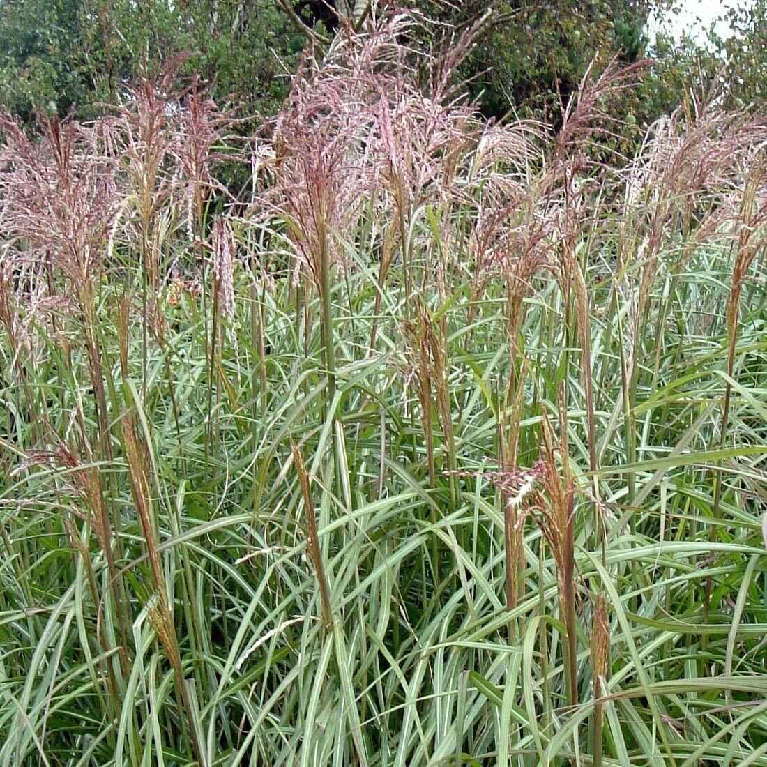 Miskant chiński Malepartus - trawy ozdobne Flora Szczecin