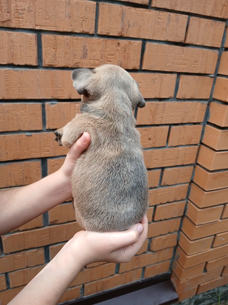 Девочка французского бульдога