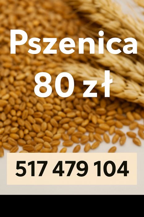 Pszenica ozima zbiór 2025