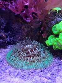 Koralowiec Fungia morskie