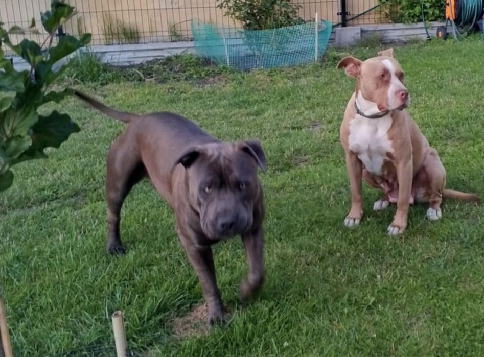 Szczenię Pitbull terrier