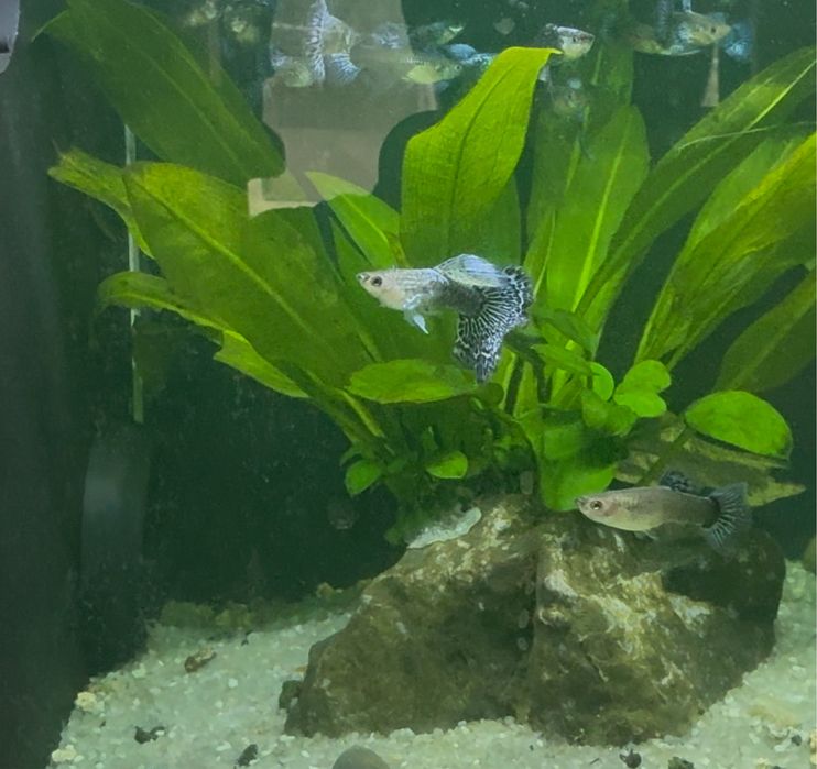 Casais Guppy Metal Blue Lace