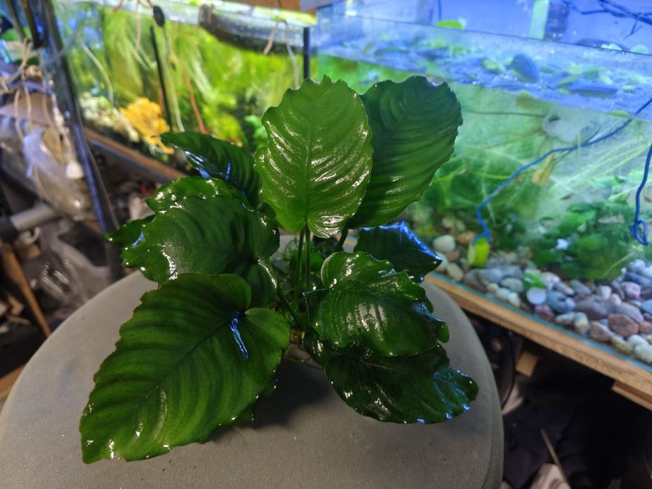 Aniubias roślinka akwariowa