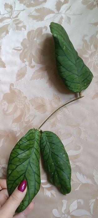 Hoya Meredithii Ted Green