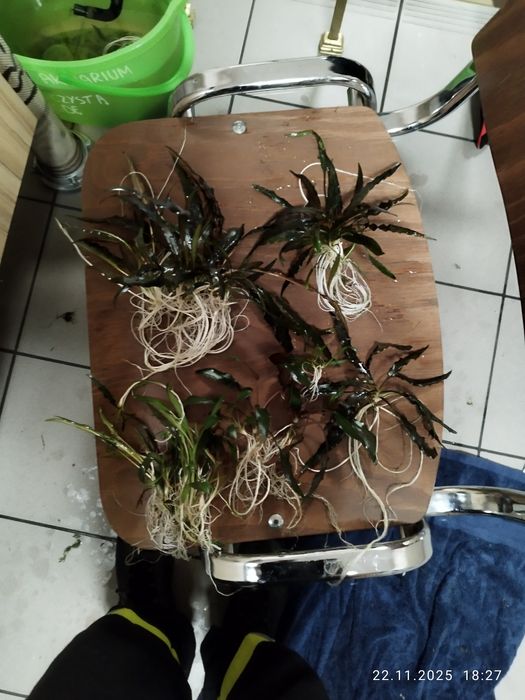 Zamienię rośliny na rybki (gupiki, mieczyki, platki)