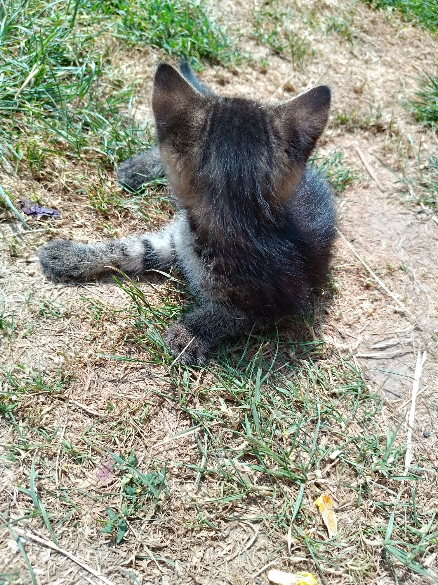 Oddam kotki w dobre ręce