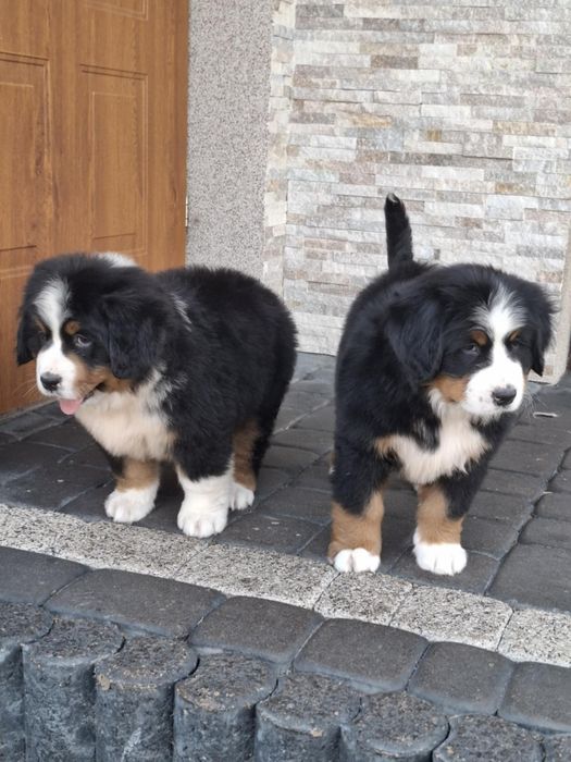 Berneński pies pasterski 8tyg z rodowodem