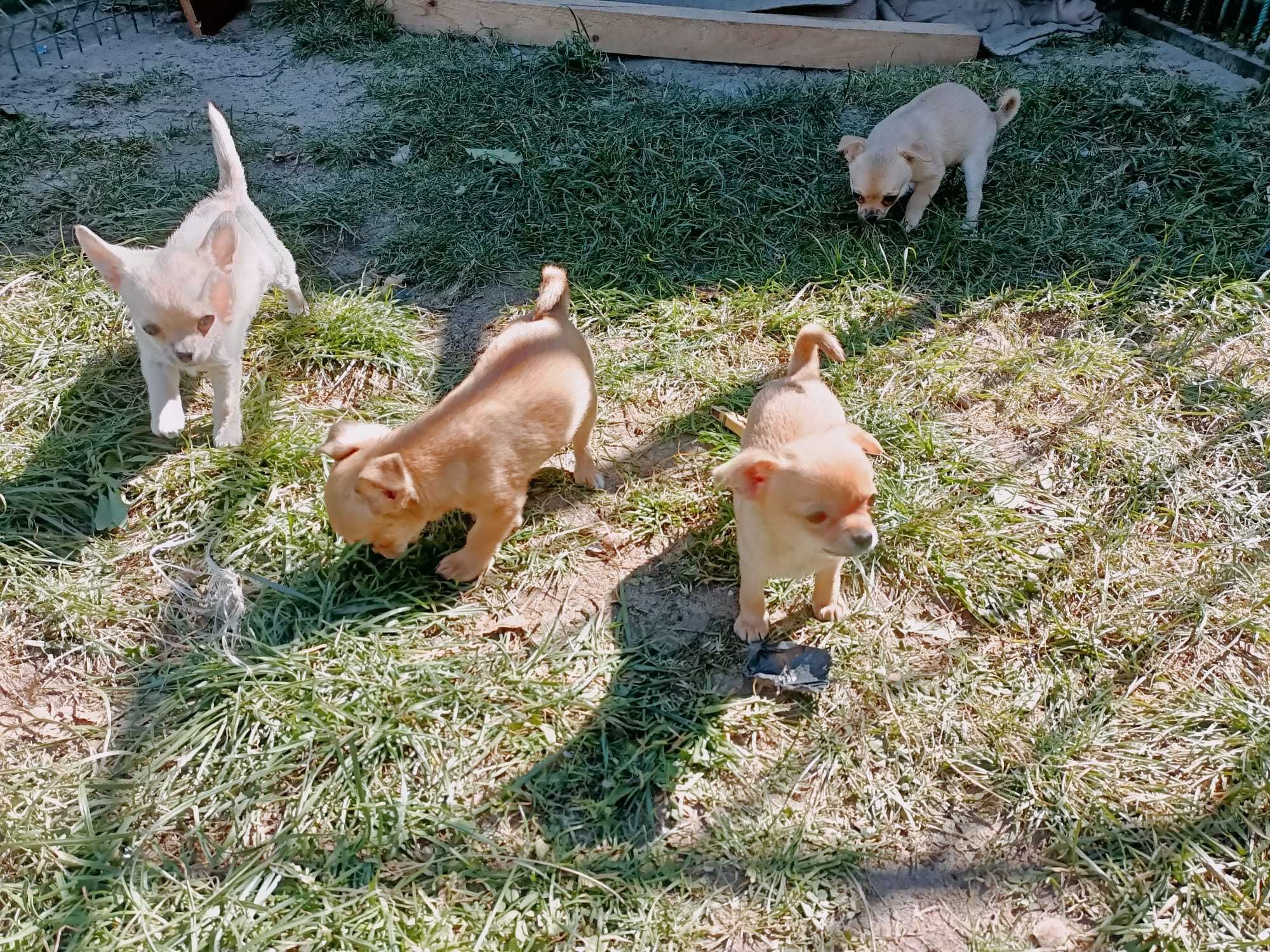 Chihuahua prześliczny piesek!